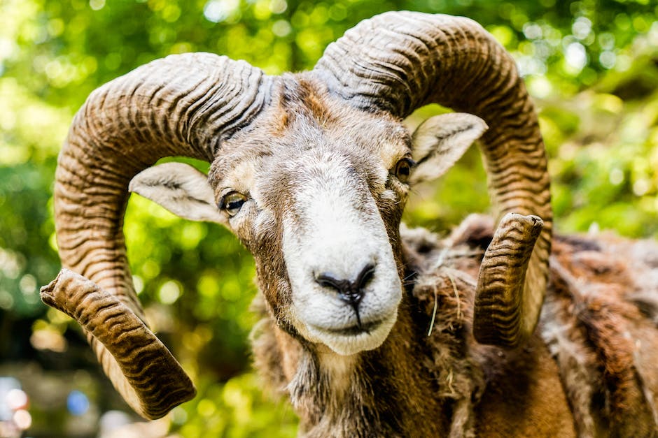 Schule der magischen Tiere 2: Vorschau auf das neue Abenteuer