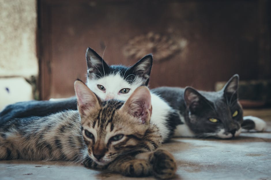 Schule der Magischen Tiere 3 Veröffentlichungsdatum