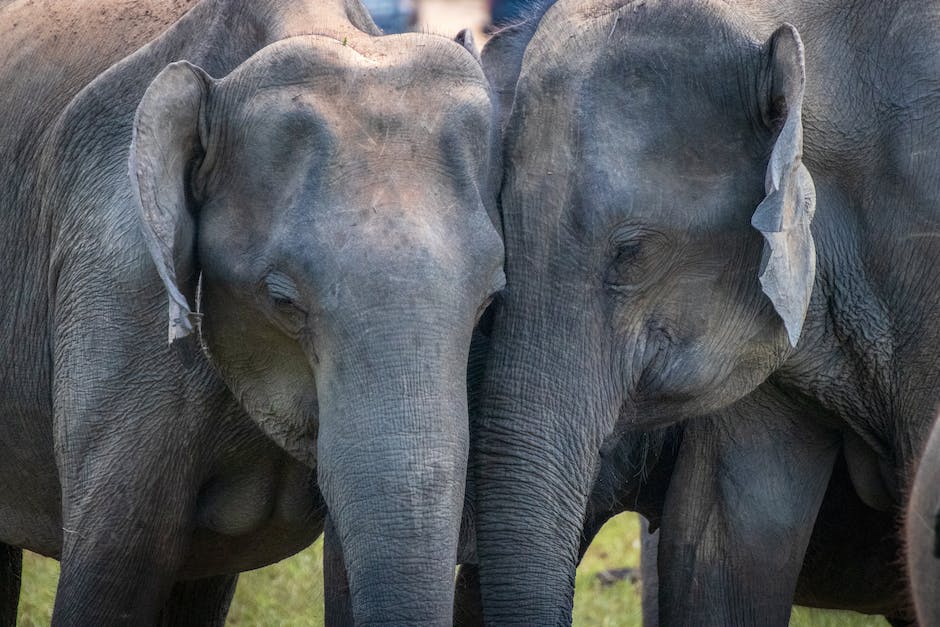  Amazon Prime Video Veröffentlichungsdatum Schule der magischen Tiere 2