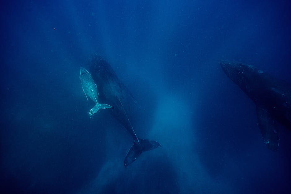 Kino-Release-Datum für Schule der magischen Tiere 2