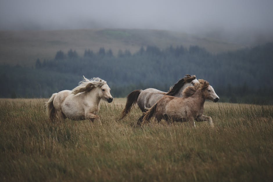  Netflix-Veröffentlichung von Schule der magischen Tiere