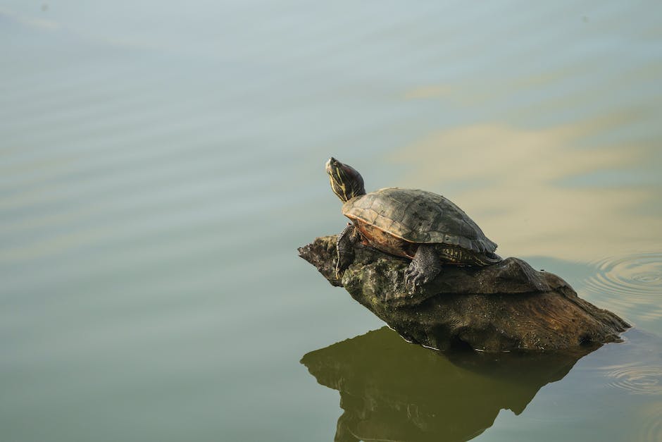 schule der magischen tiere - streaming-dienste