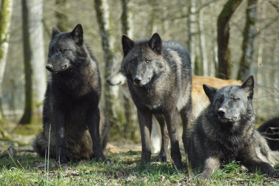 Streamen von Schule der magischen Tiere 2