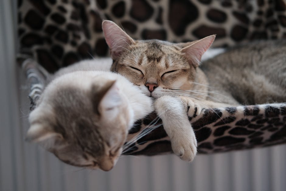 Länge und Termine für Schule der magischen Tiere Kinoauswertung