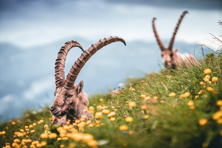 schule der magischen tiere 1 streamen