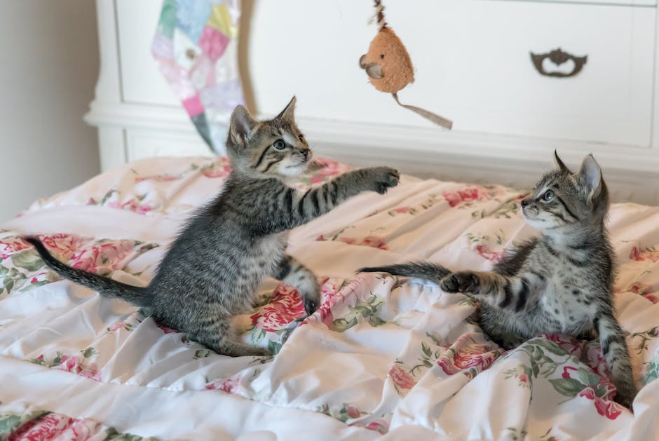 Wo man die Schule der magischen Tiere 2 ansehen kann