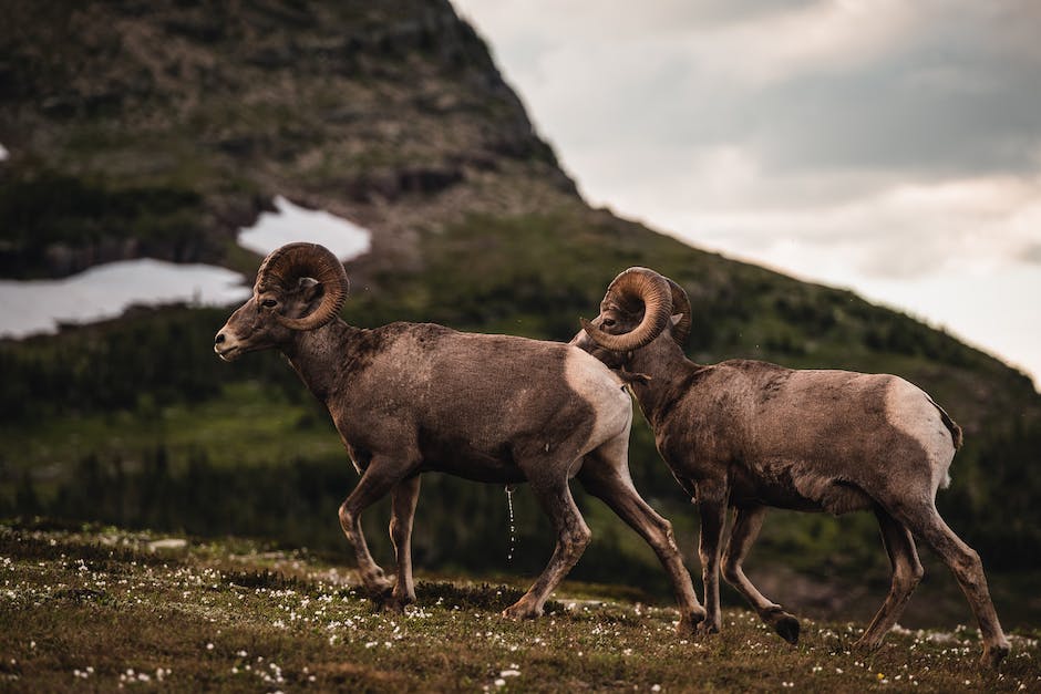 Schule der magischen Tiere Filme ansehen