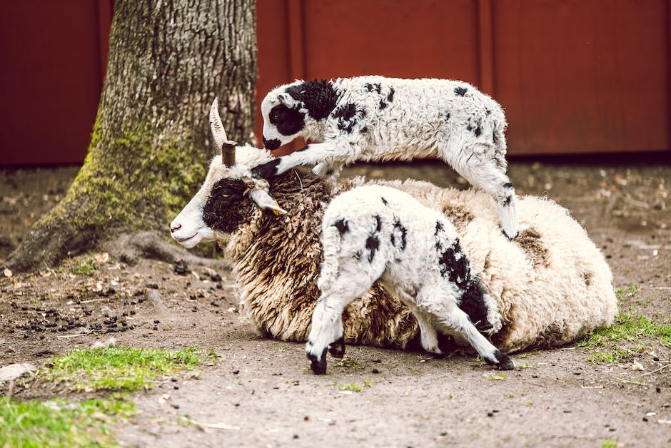  Schule der Magischen Tiere - wo sie stattfindet