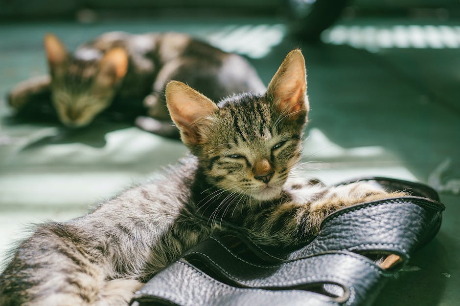  Schule der Magischen Tiere Lage