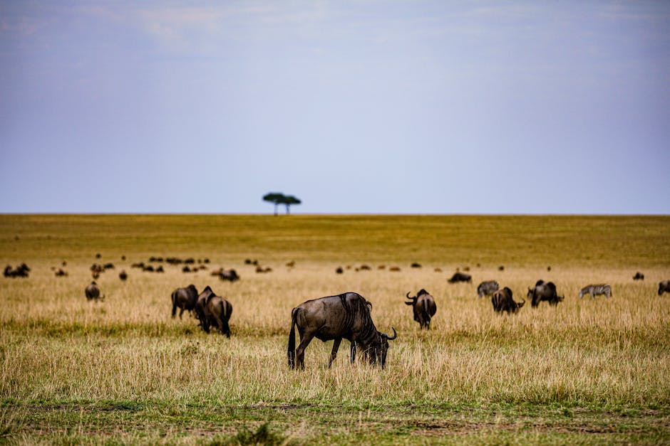 Schule der magischen Tiere Örtlichkeit visualisieren