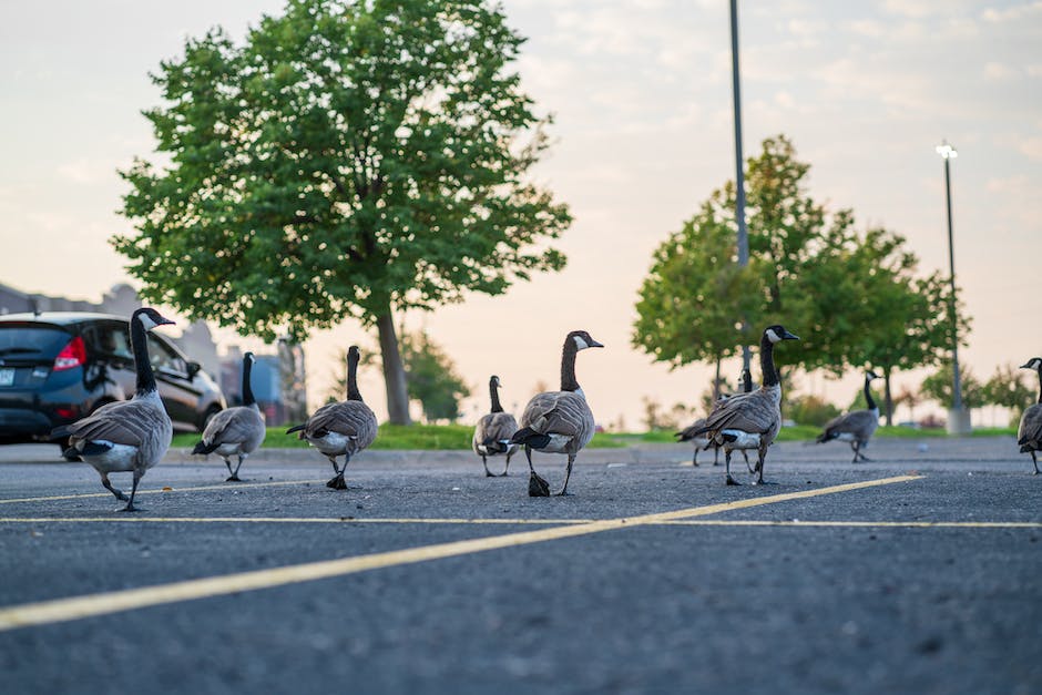  Wo Magische Tiere zur Schule gehen