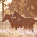 Schule der magischen Tiere - wo?