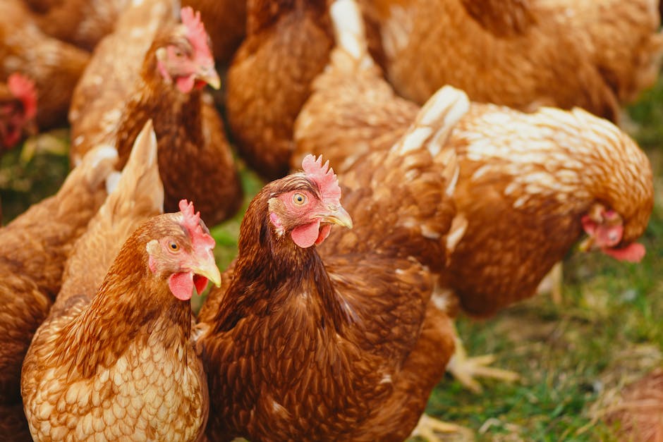  Schule der Magischen Tiere 2 Rollenbesetzung