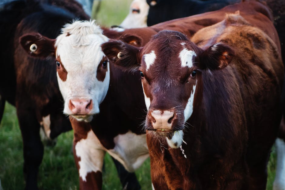  'Schule der magischen Tiere 2 Spielszenen'