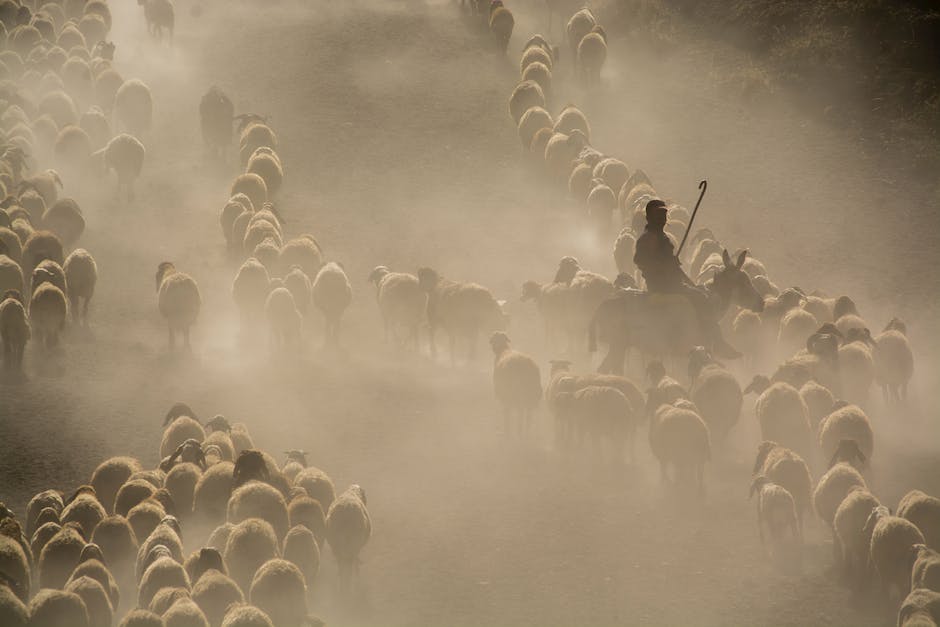  Schulset des Films Die Schule der magischen Tiere 2