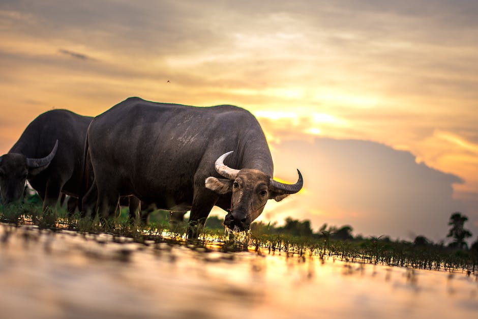  Drehort von Die Schule der Magischen Tiere