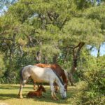 Schule-der-magischen-Tiere-2-Drehorte