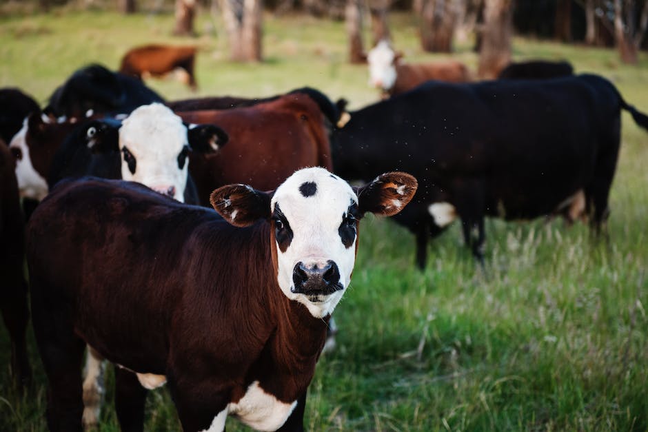 Schule der Magischen Tiere Drehort